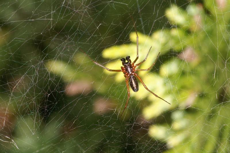 Frontinellina_frutetorum_D4952_Z_82_Les Gris_Frankrijk.jpg